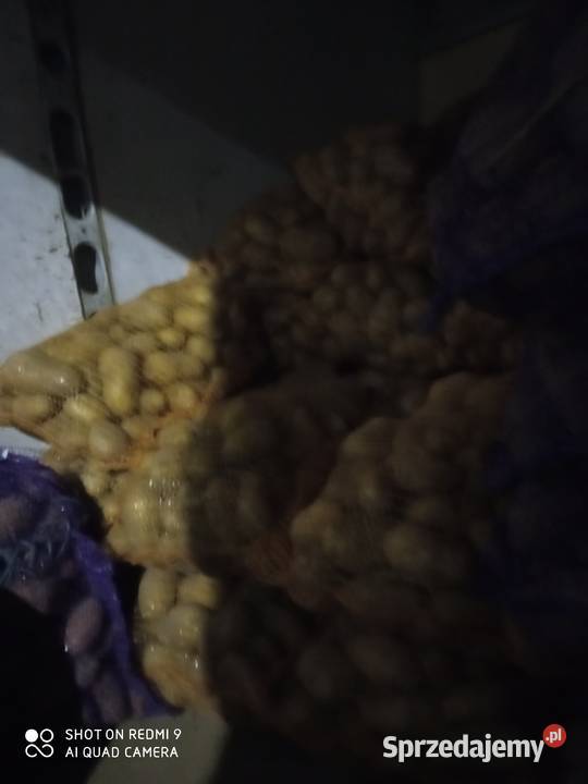 Ziemniaki jadalne lubelskie Kraśnik