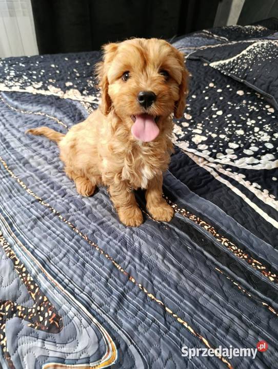 Piesek Cavapoo Szczaworyż