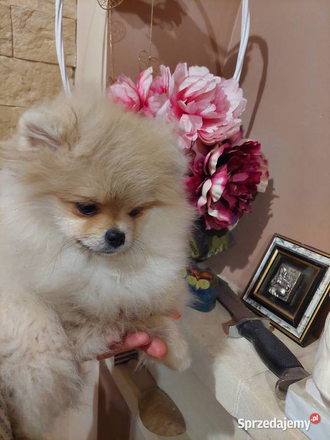 Pomeranian FCI szpic miniaturowy rasowy ZKwP Szpic miniaturowy Legnica