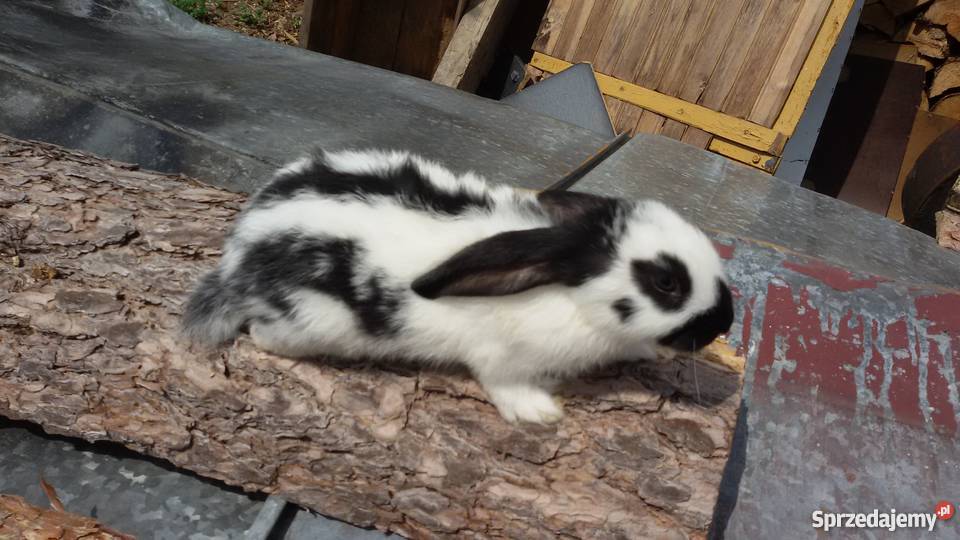 Młode króliki OSC Olbrzym Srokacz Czarny do ne Dubicze Cerkiewne
