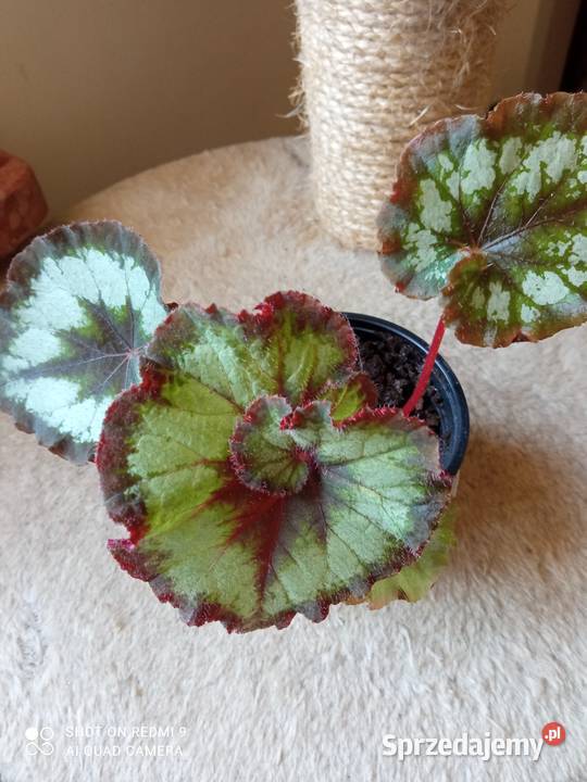 Begonie 10 15 i 20 Białystok