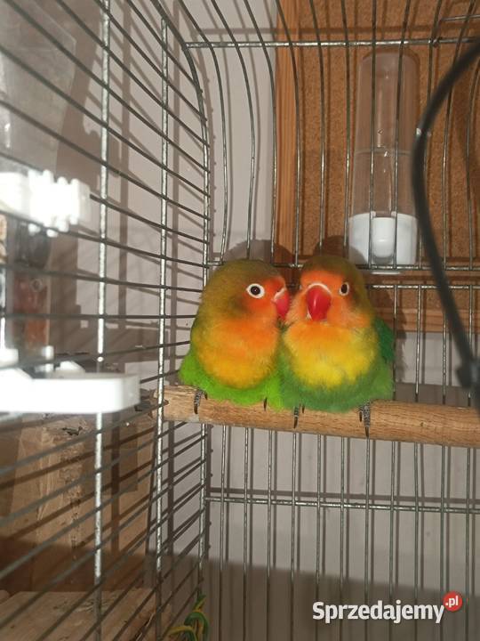 Fisher Nierozłączki Rzeszów sprzedam