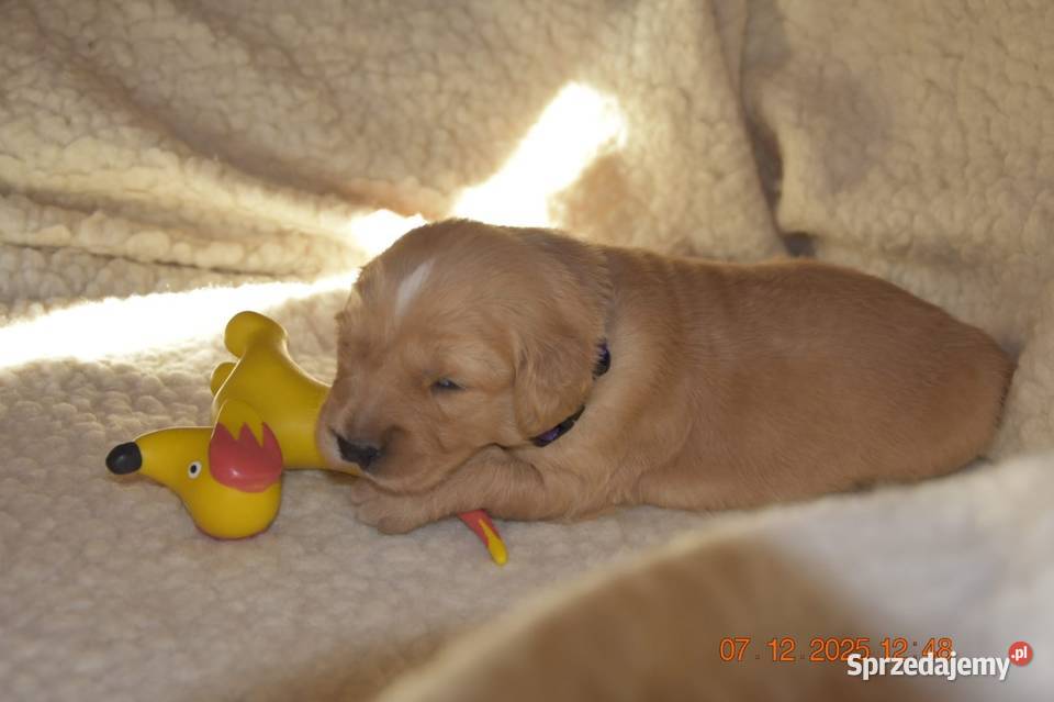 Golden Retriever Ciechowice