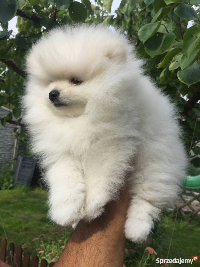 Pomeranian Psy Kielce
