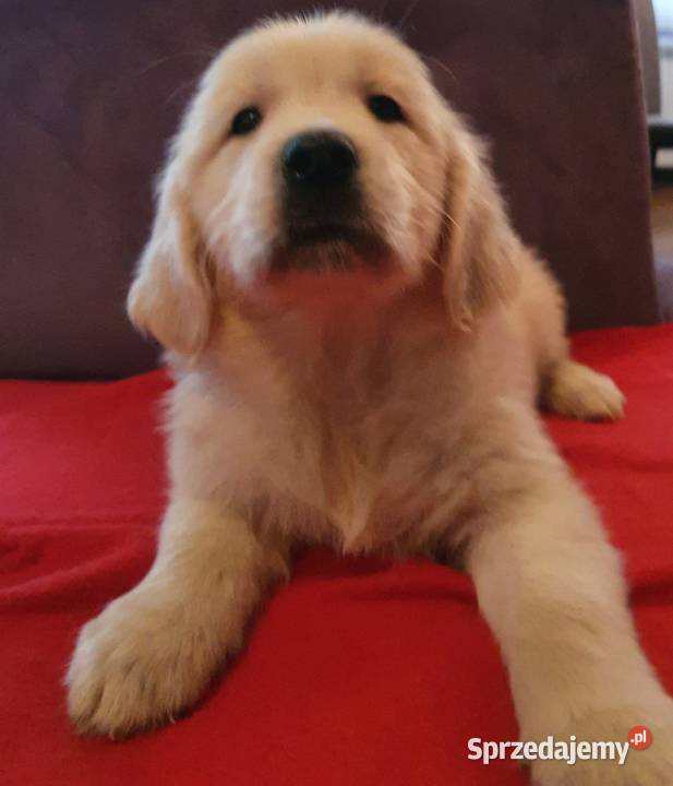 ŚLICZNE PIESKI GOLDUSIE śląskie