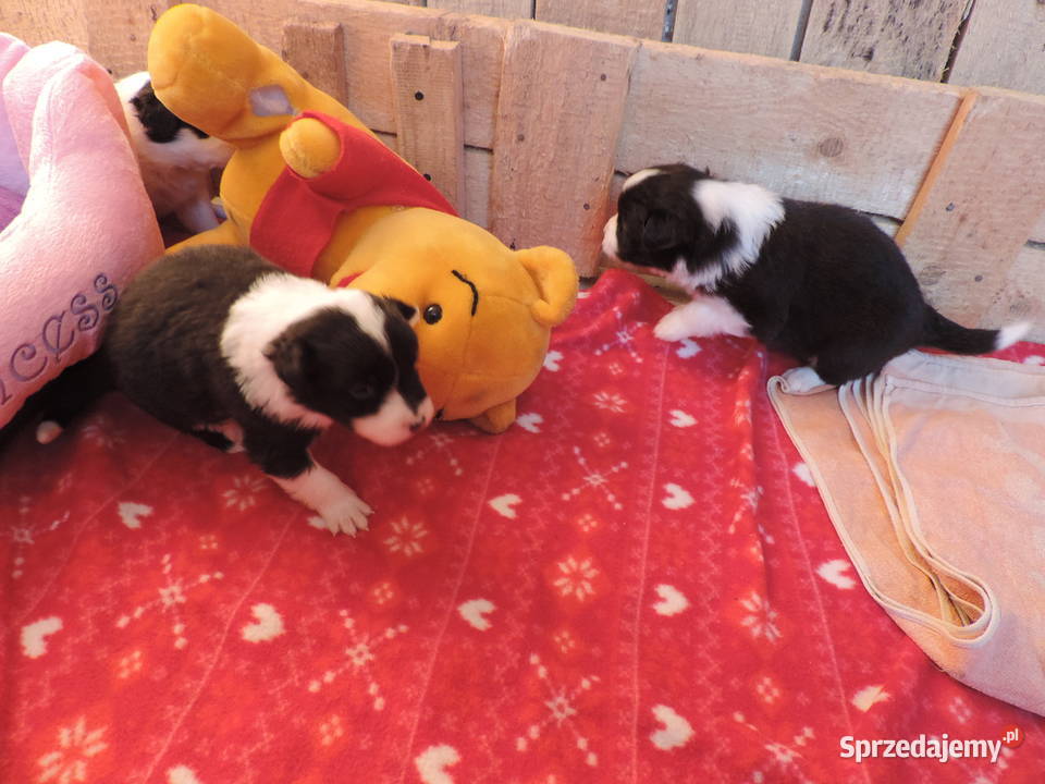Border collie piękne mądre pieski i suczki sprzedam