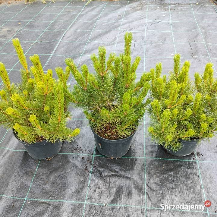 Sosna kosodrzewina pumillio czarna limba łódzkie Jelitów