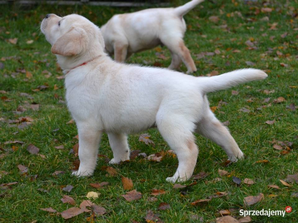 Labrador Retriever biszkoptowe Badania Labrador Żelechlinek sprzedam