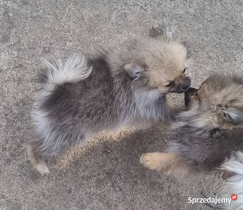 Pomeranian Mogilno sprzedam