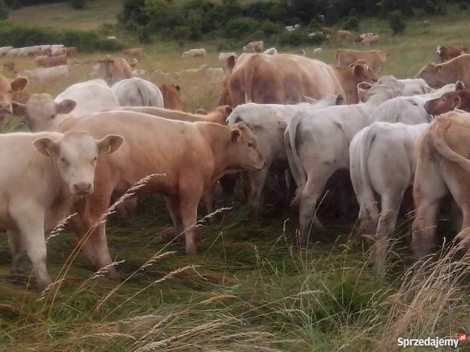 byczki byki opasy odsadki Charolaise Zwierzęta małopolskie Muszyna