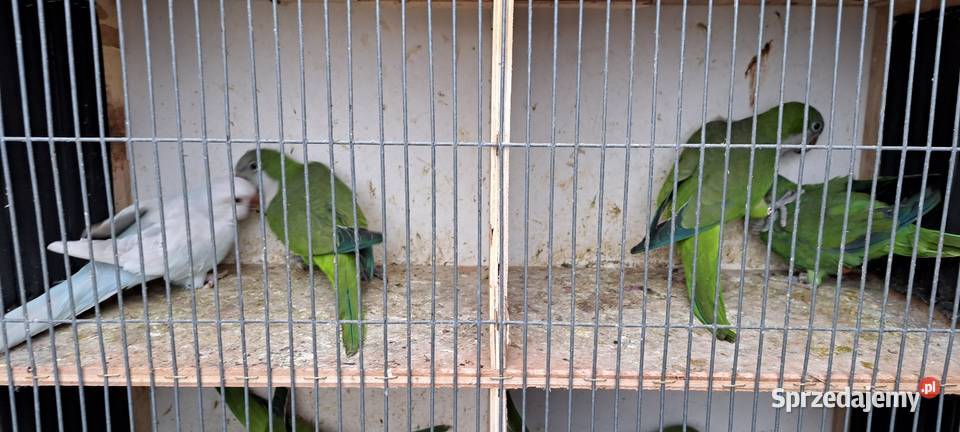 Sprzedam papugi mnichy nizinne mnicha wielkopolskie Konin