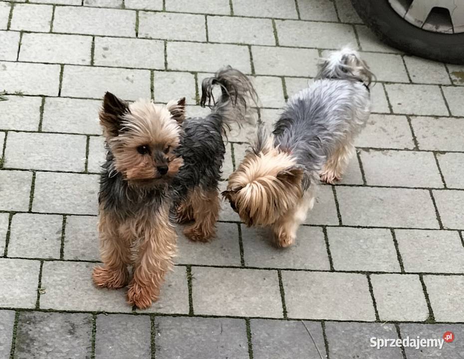 York reproduktor Nowy Sącz sprzedam