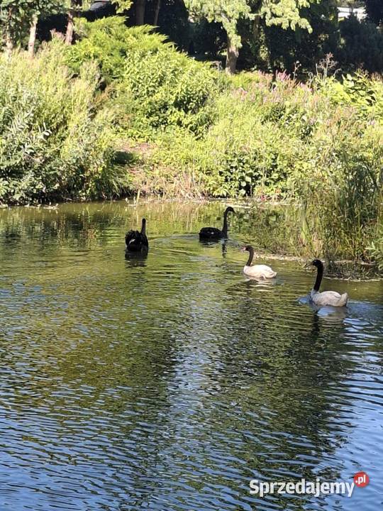 Łabędzie czarnoszyje Olsztyn