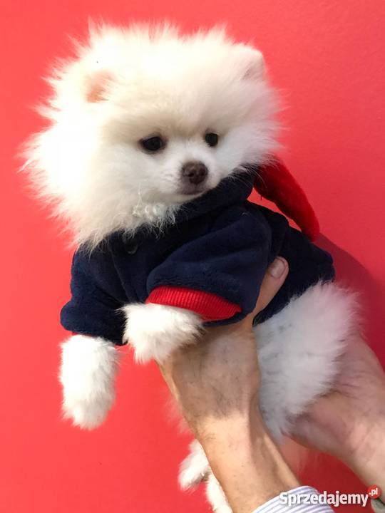 Pomeranian szpic miniaturowy boo
