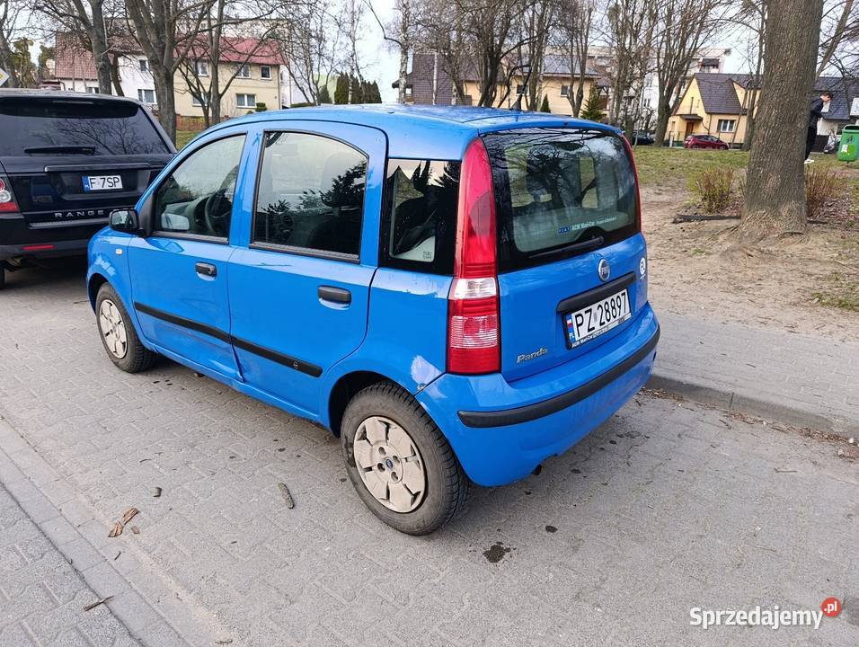 Panda super stan Śrem