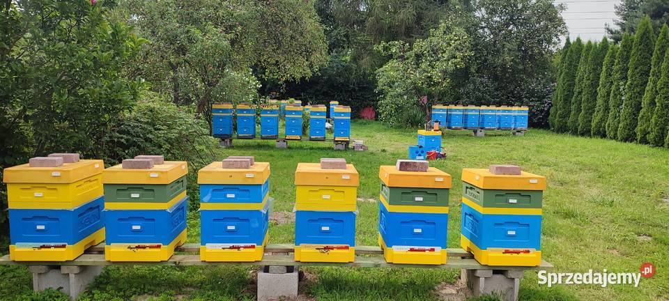 ROJE SILNE ODKŁADY PSZCZELE MAJ 2025 RODZINY Bielsko-Biała