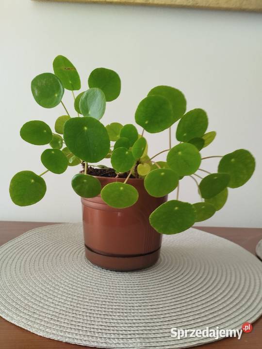 Trzykrotka młoda duża roślina doniczkowa Pilea Warszawa