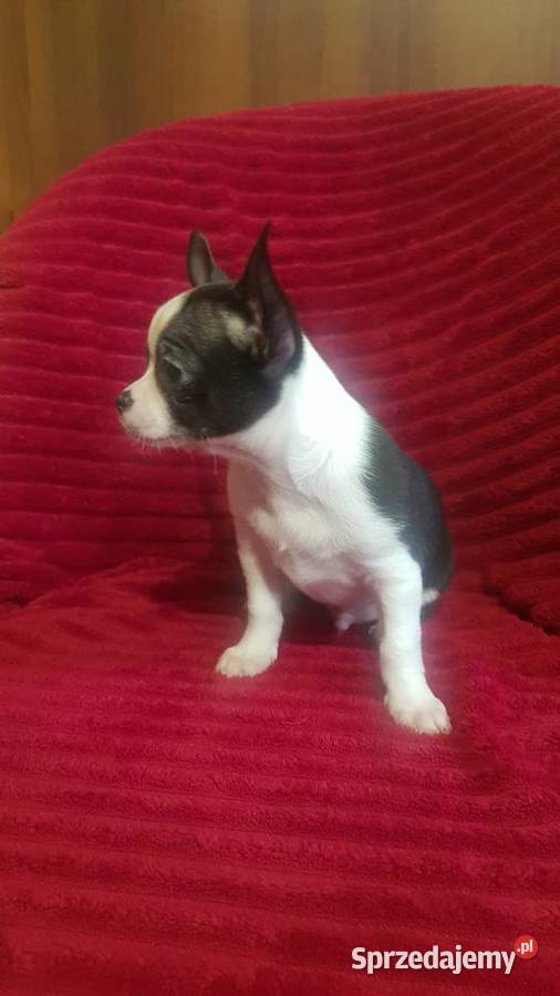 Piesek chihuahua biało czarny Płońsk