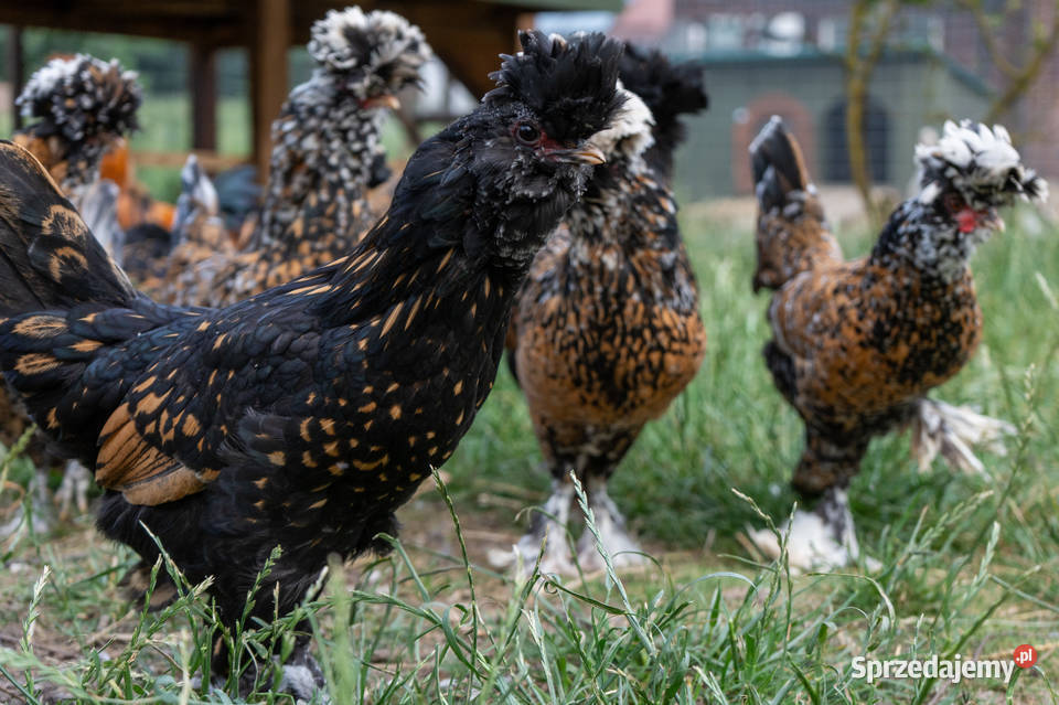 kury pawłowskie jaja lęgowe młode pomorskie Lisewiec sprzedam