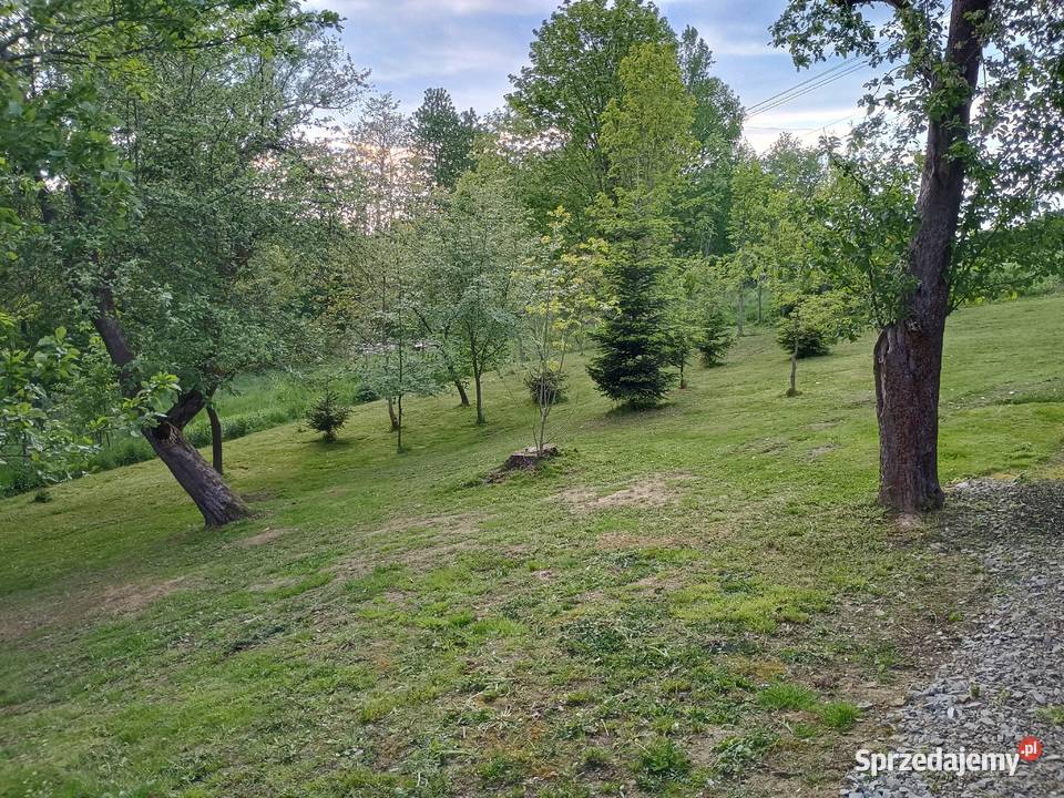 Dom drewniany do zamieszkania działka 24ary Malinówka