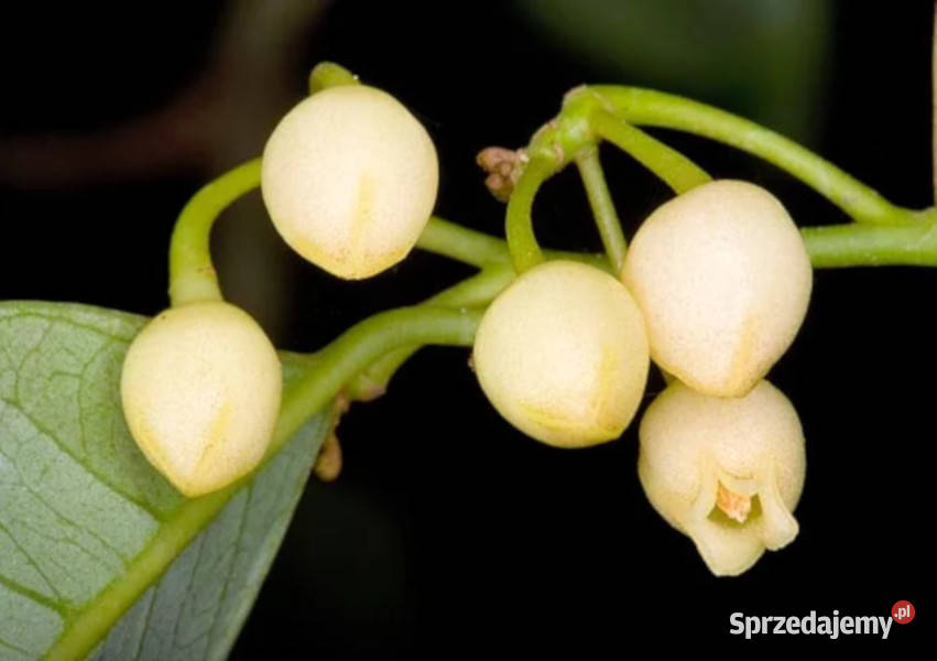 MUSZKATOŁOWIEC KORZENNY Myristica fragrans Lubanie