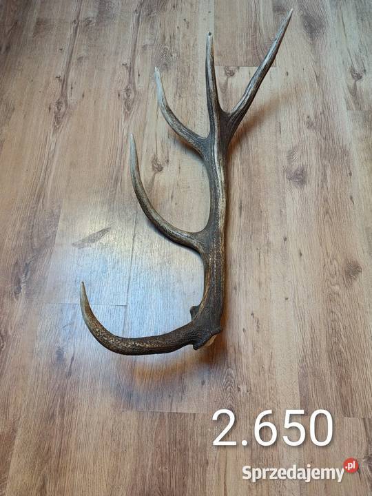 Sprzedam pojedyncze zrzuty jelenia Domarady