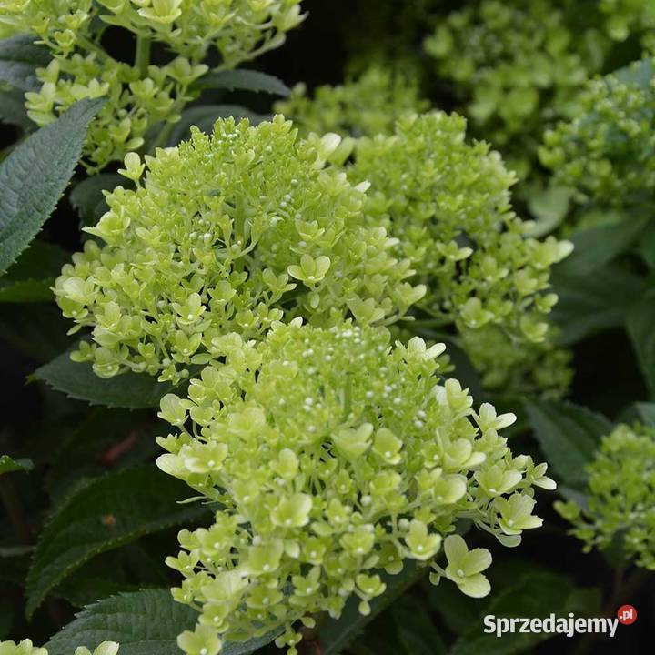 Hortensja bukietowa Whitelight 2L Opole