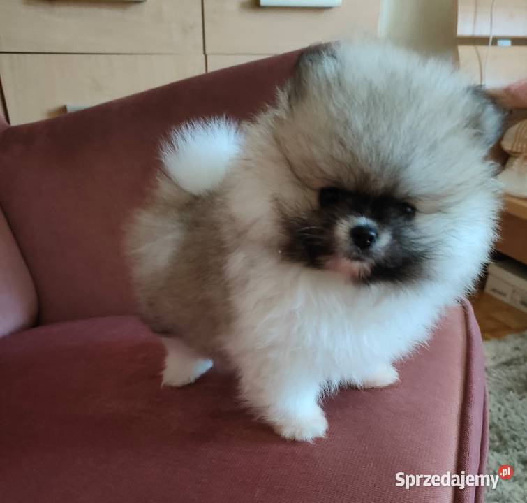 Szpic miniaturowy pomeranian suczka mini wielkopolskie Turek