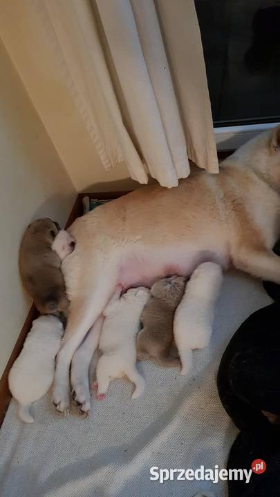 Akita Inu Japoński na sprzedaż zachodniopomorskie Szczecin
