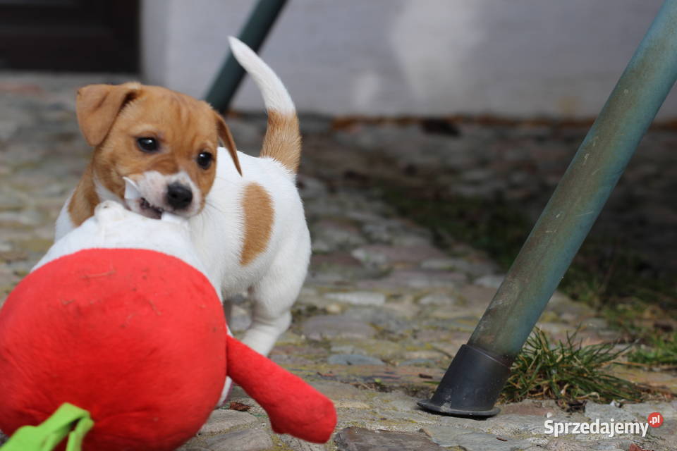 Piesek Jack Russell Terrier Delastowice