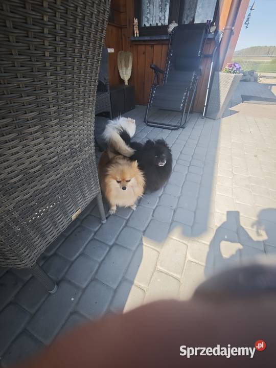 Szpic Miniaturowy Ciechanowiec