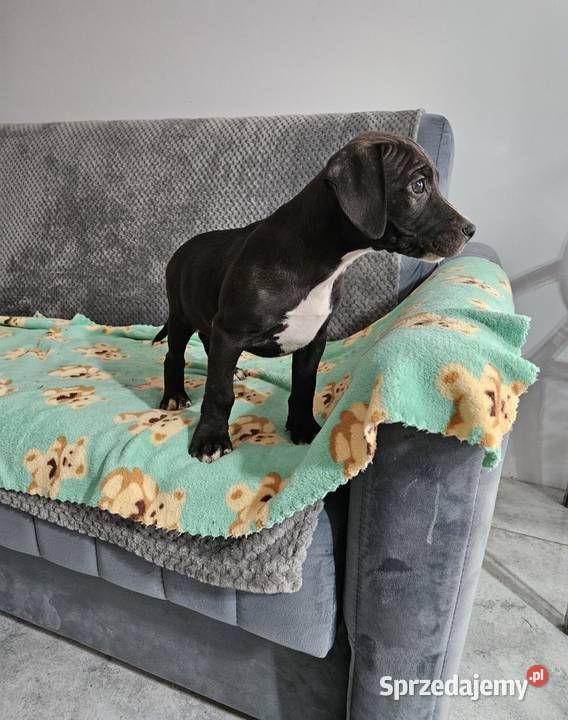 Piesek Pit Bull Terrier Płońsk