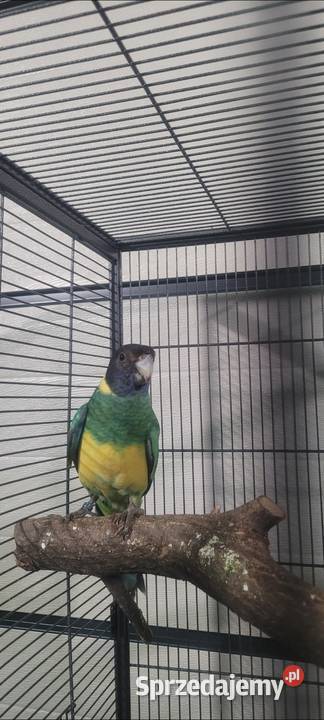 Barnard żółtobrzuchy Wieliczka