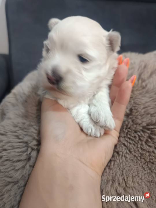 west highland white terrier suczka z rodowodami West Highland White Terrier