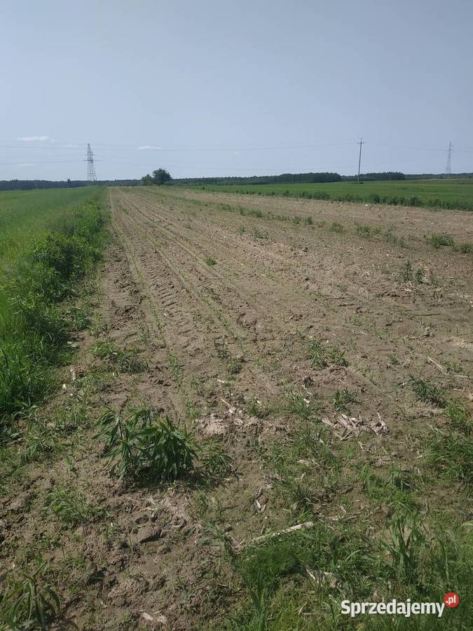 Działki rolne w miejscowości Wielkie Oczy 5zł/m2