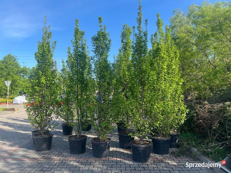 Grab Fastigiata Carpinus betulus obwód 1012 z