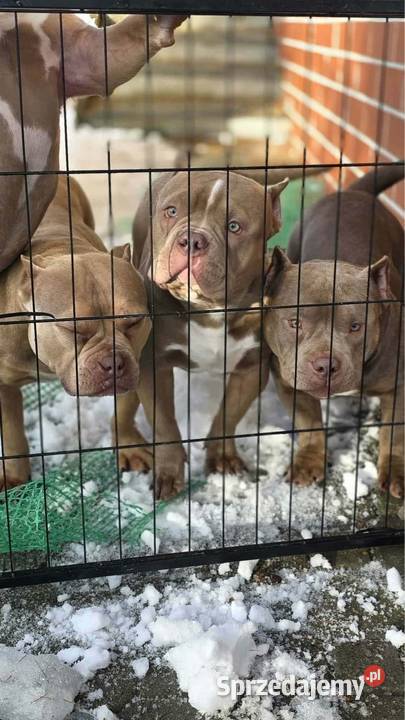 Szczeniaki American Bully Pocket Zakopane