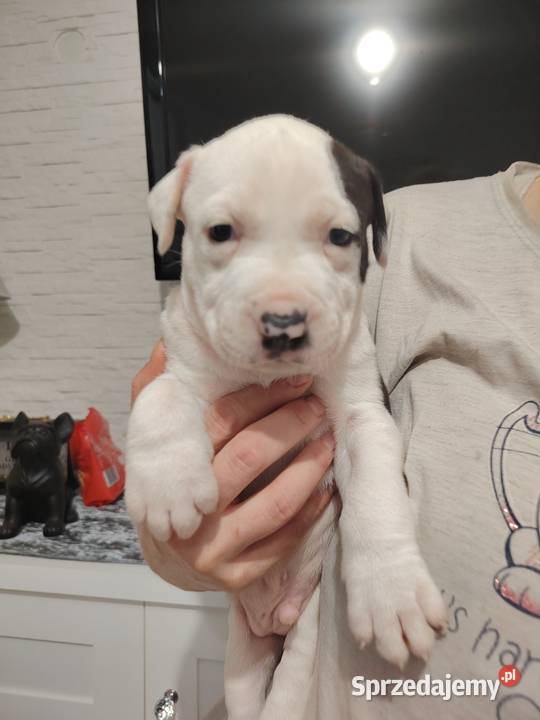 Piękne amstaff dolnośląskie Dzierżoniów
