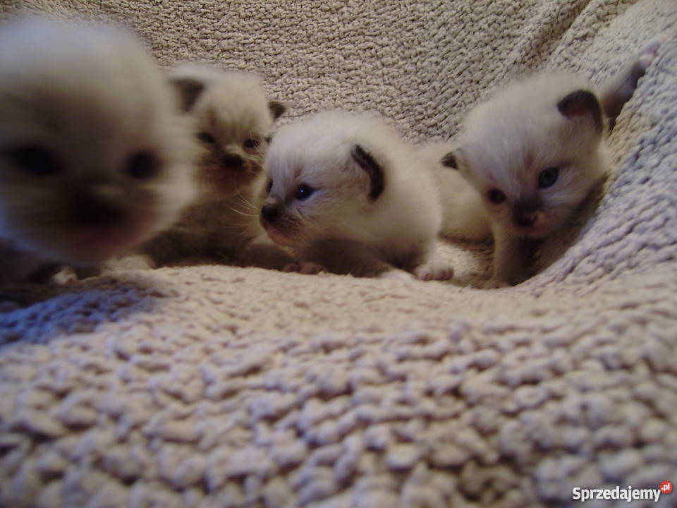 RAGDOLL Gdańsk Koty