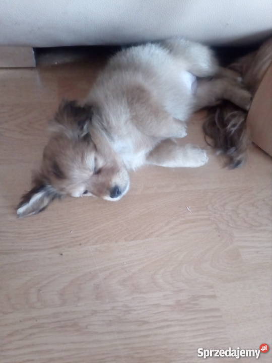 Oddam szczeniaczki Grudziądz