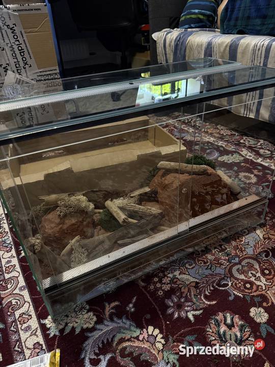 Wąż Pyton królewski Piebald Pied SMILE cb21 pomorskie sprzedam