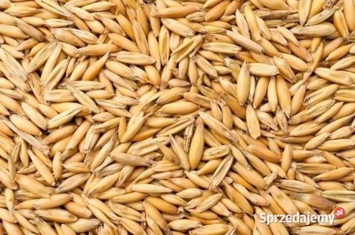 Owies zbiór 2025 Jedlnia