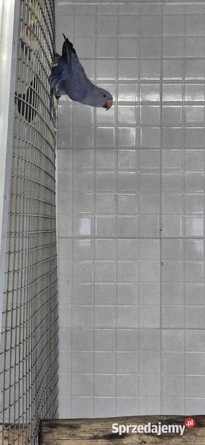 Redukcja hodowli papug Grodzisk Wielkopolski sprzedam