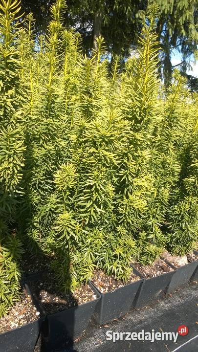 Cis pospolity David 90 100 w doniczkach Tuczępy