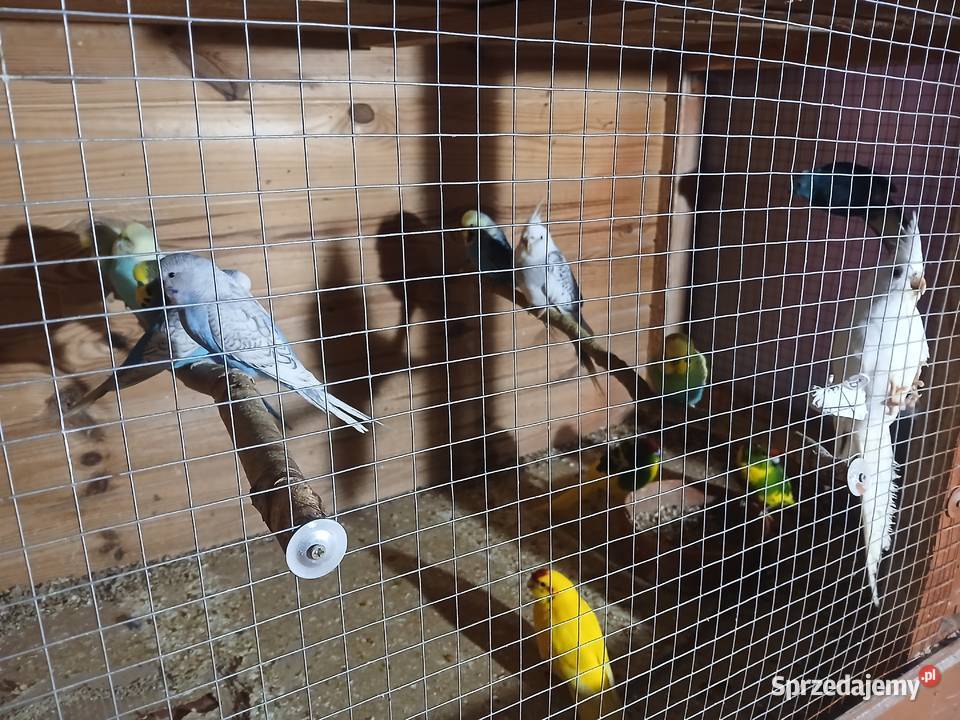 Woliera z 17 papugami okazja