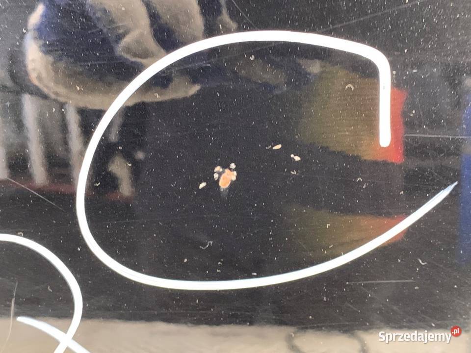 DRZWI PRAWY PRZÓD KIA OPTIMA Kombi Aurora Black osobowe