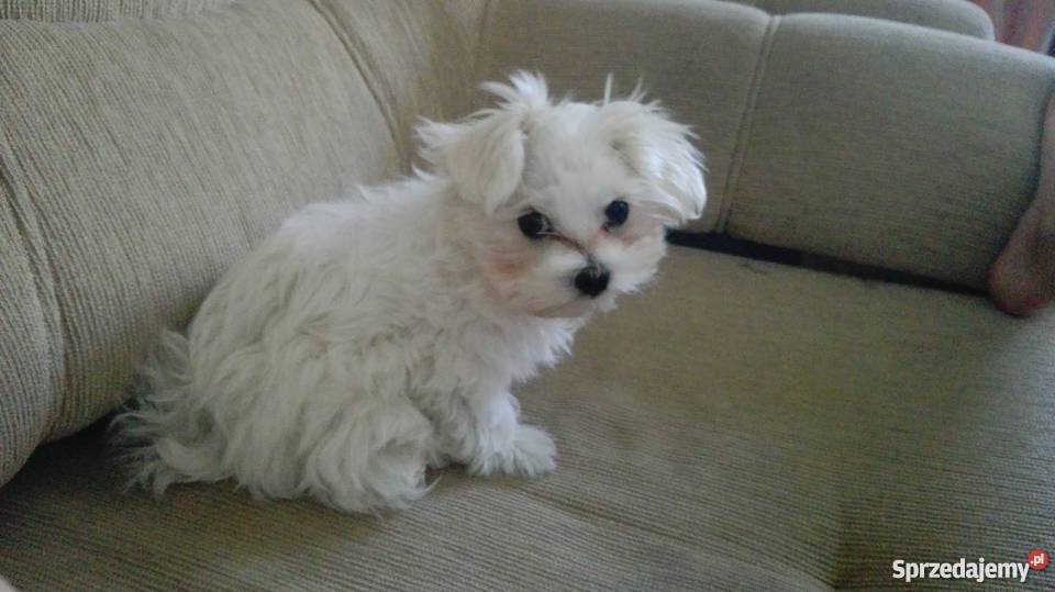 Maly Slodki Maltanczyk Żywiec