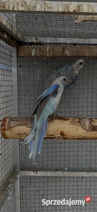 Rozelle białolice Ptaki Sośnicowice