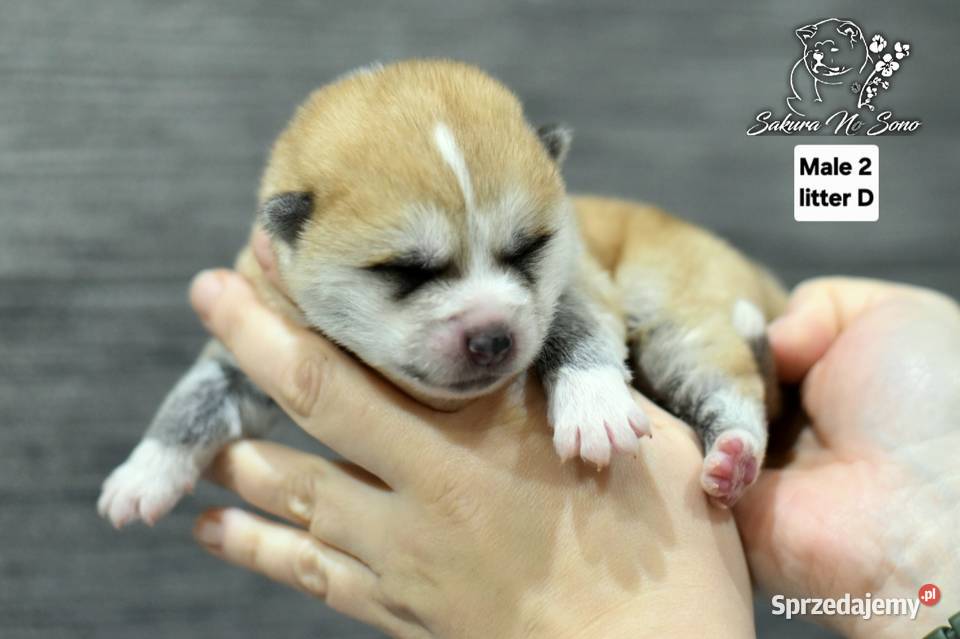 Akita Japonska czerwone samce Akita Morąg