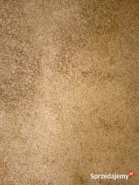 Owies Miłochniewice